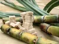 Mauritanie : un projet de production de sucre dans le Sud 