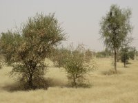La gomme arabique favorise une croissance verte en Mauritanie 