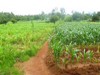39 millions de dollars de la FAO pour la sécurité alimentaire en Mauritanie